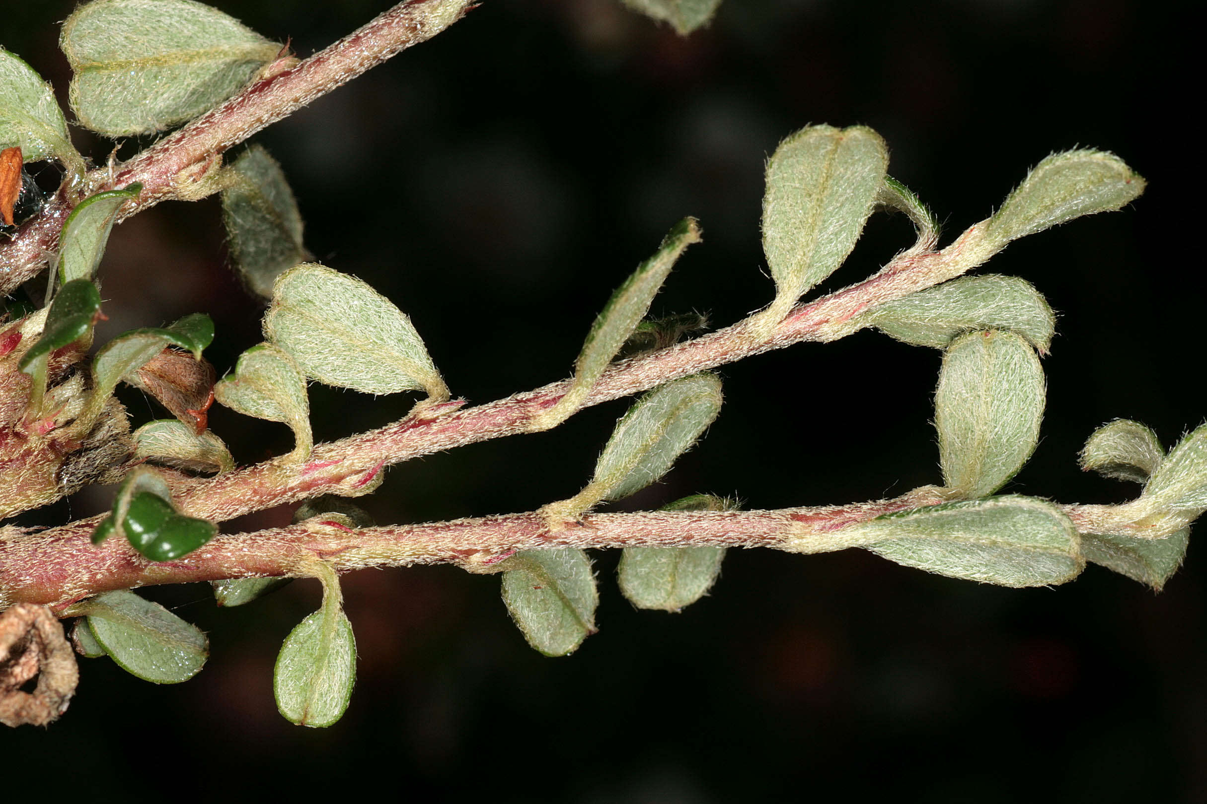 Image of Cotoneaster integrifolius (Roxb.) Klotz