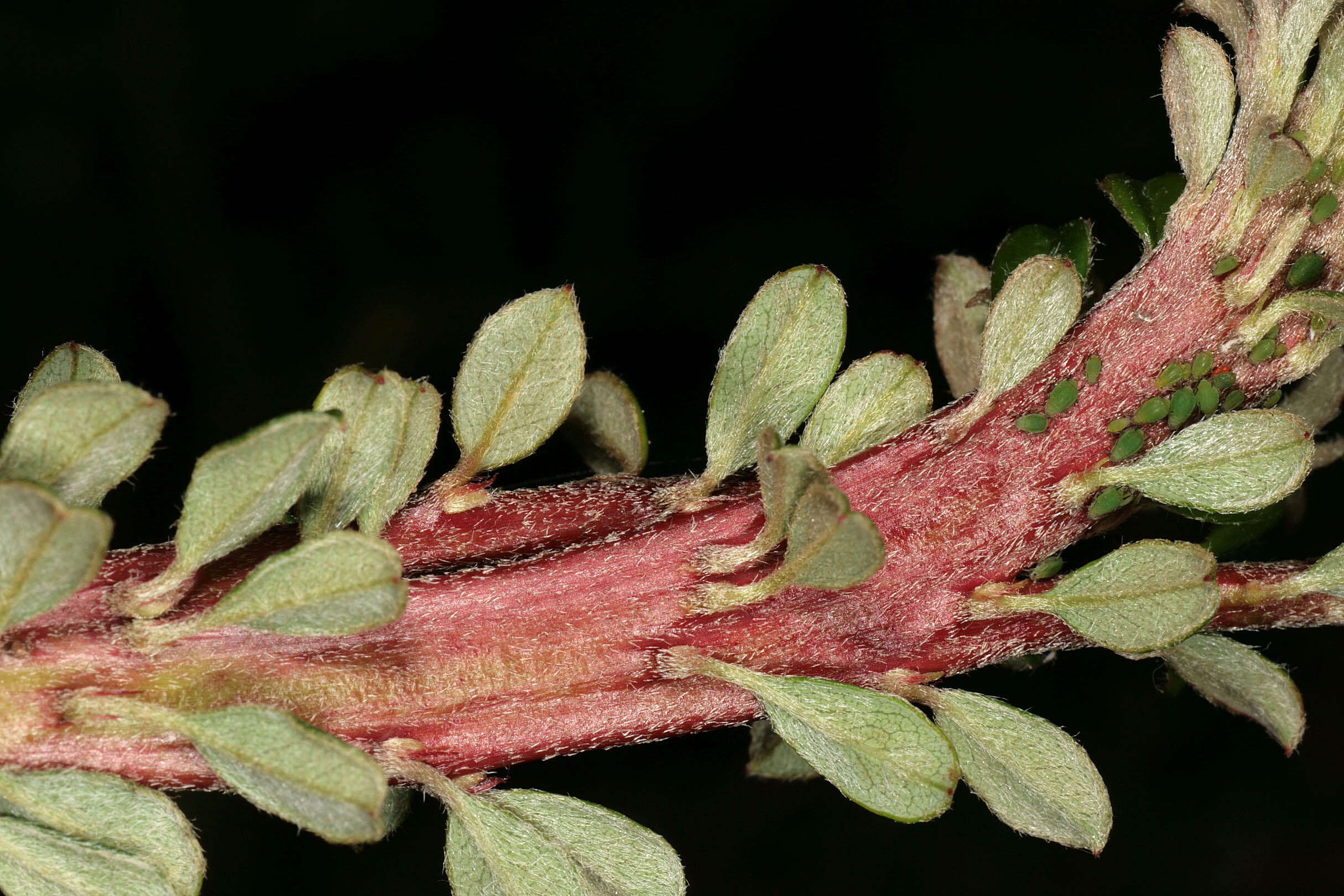 Image of Cotoneaster integrifolius (Roxb.) Klotz