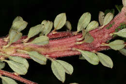 Image of Cotoneaster integrifolius (Roxb.) Klotz