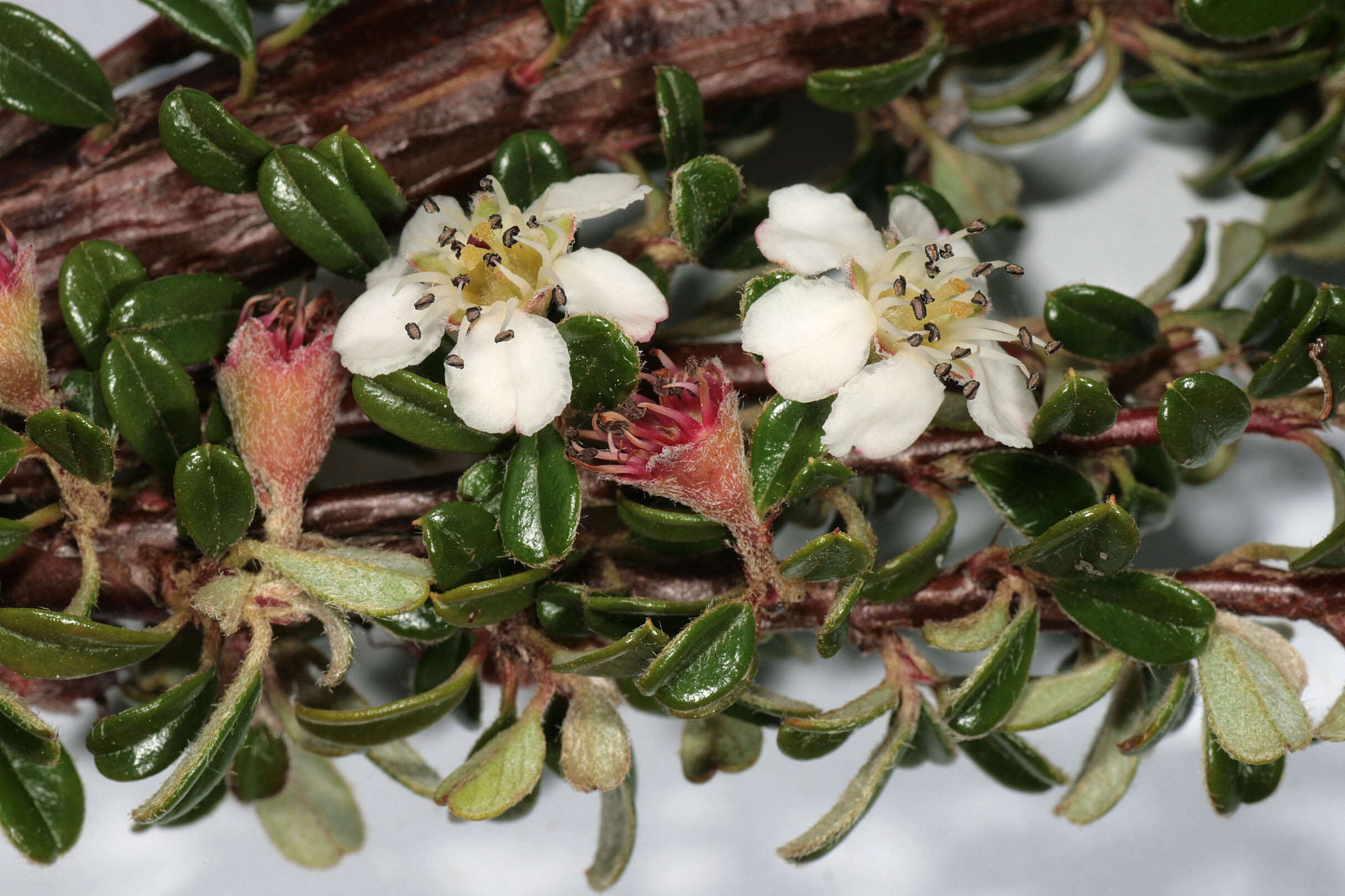 Image of Cotoneaster integrifolius (Roxb.) Klotz