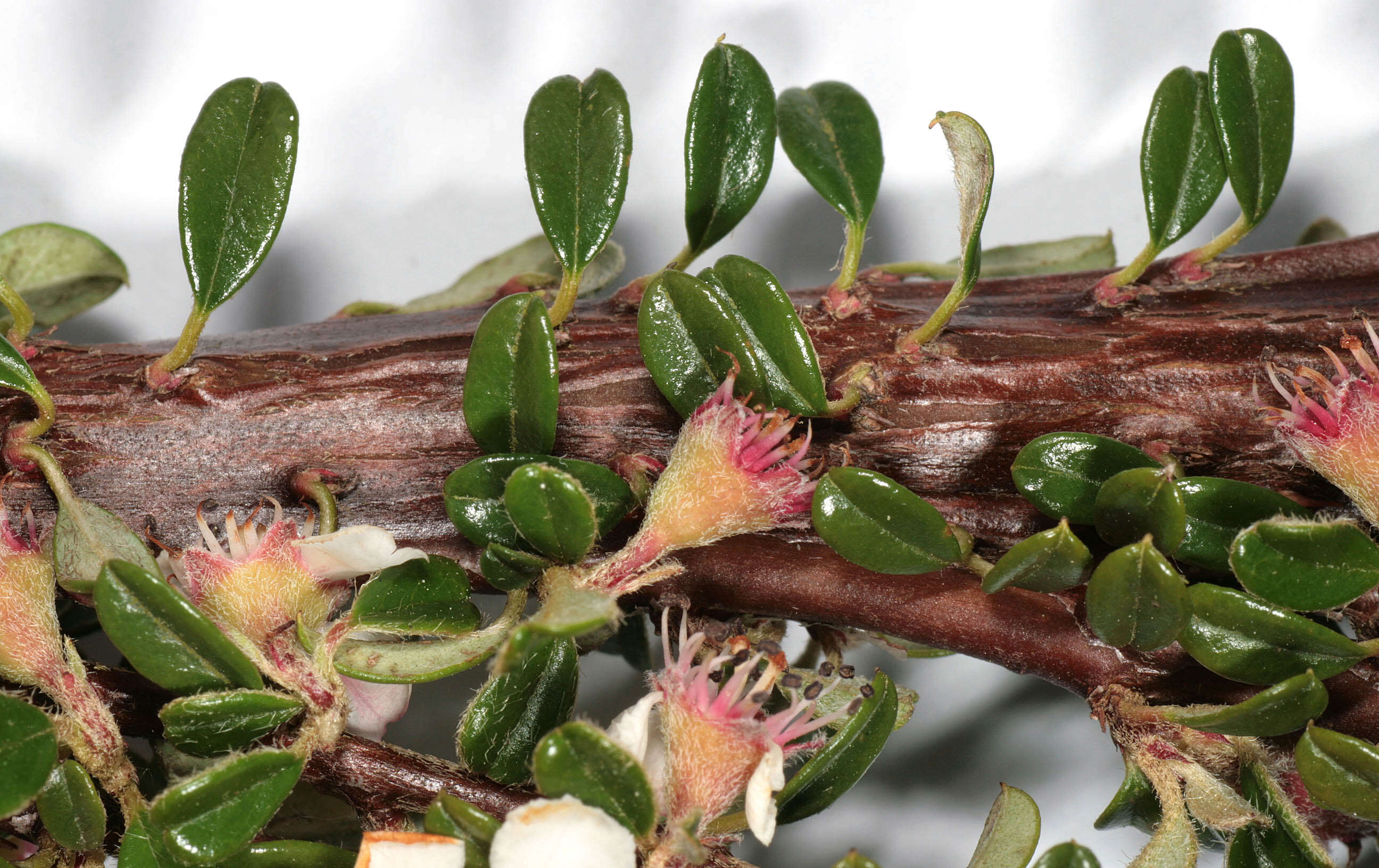 Image of Cotoneaster integrifolius (Roxb.) Klotz