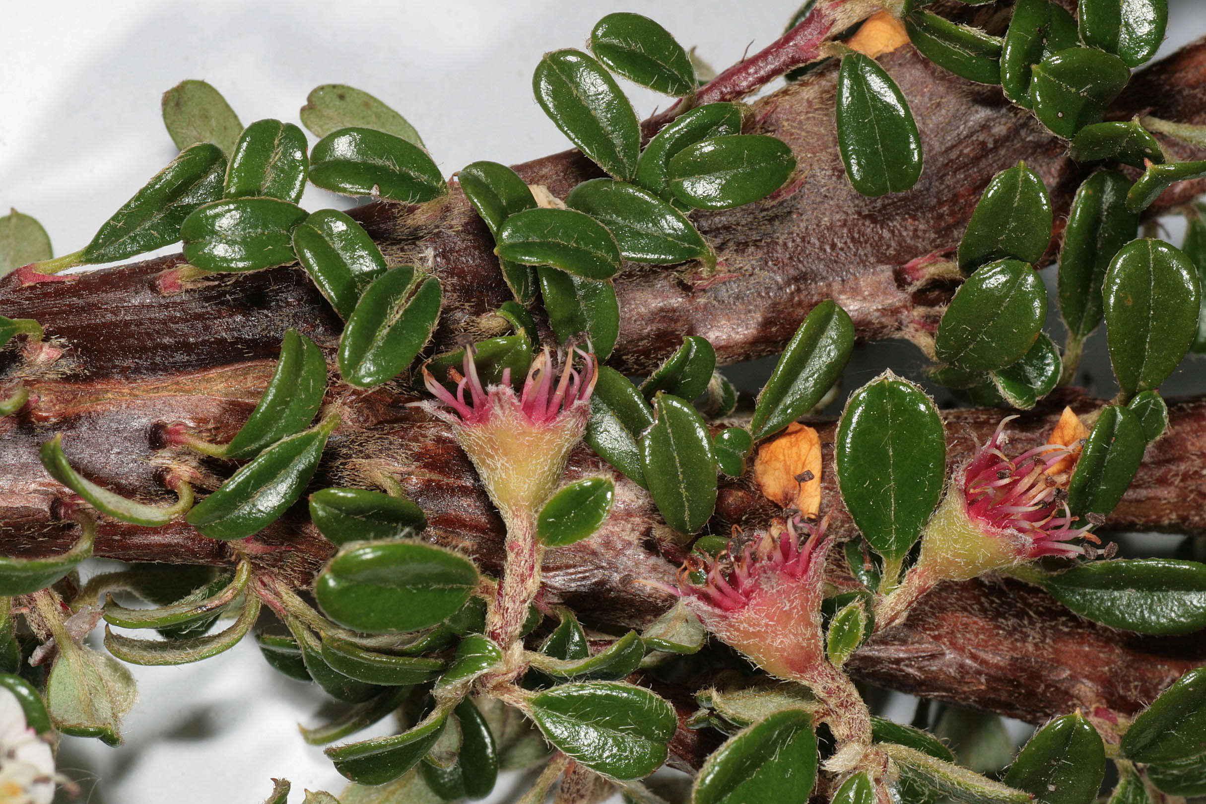 Image of Cotoneaster integrifolius (Roxb.) Klotz