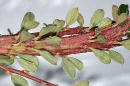 Image of Cotoneaster integrifolius (Roxb.) Klotz