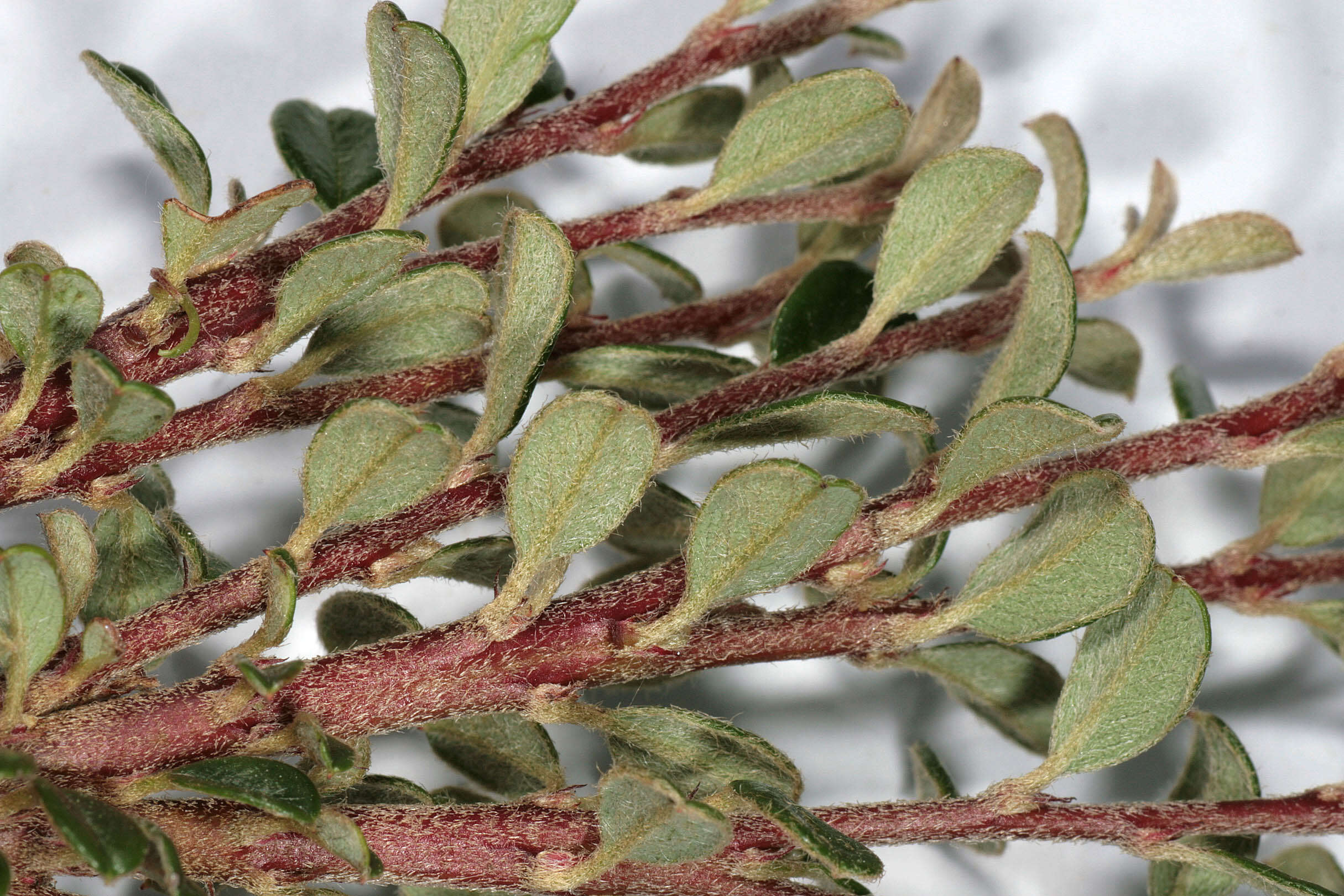 Image of Cotoneaster integrifolius (Roxb.) Klotz