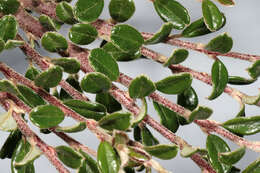 Image of Cotoneaster integrifolius (Roxb.) Klotz