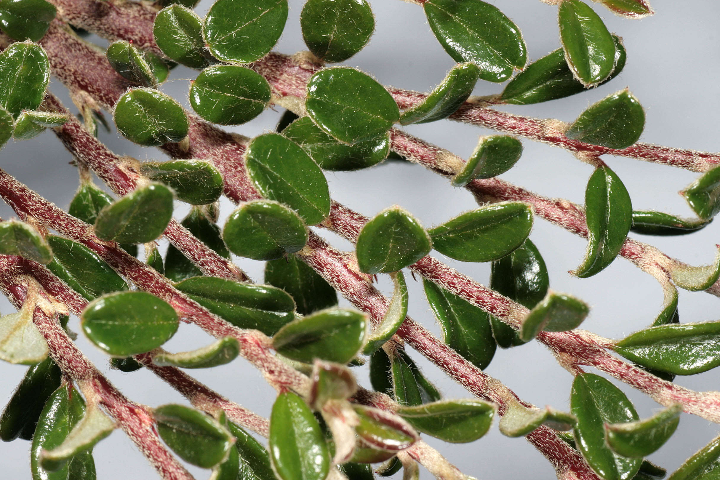 Image of Cotoneaster integrifolius (Roxb.) Klotz