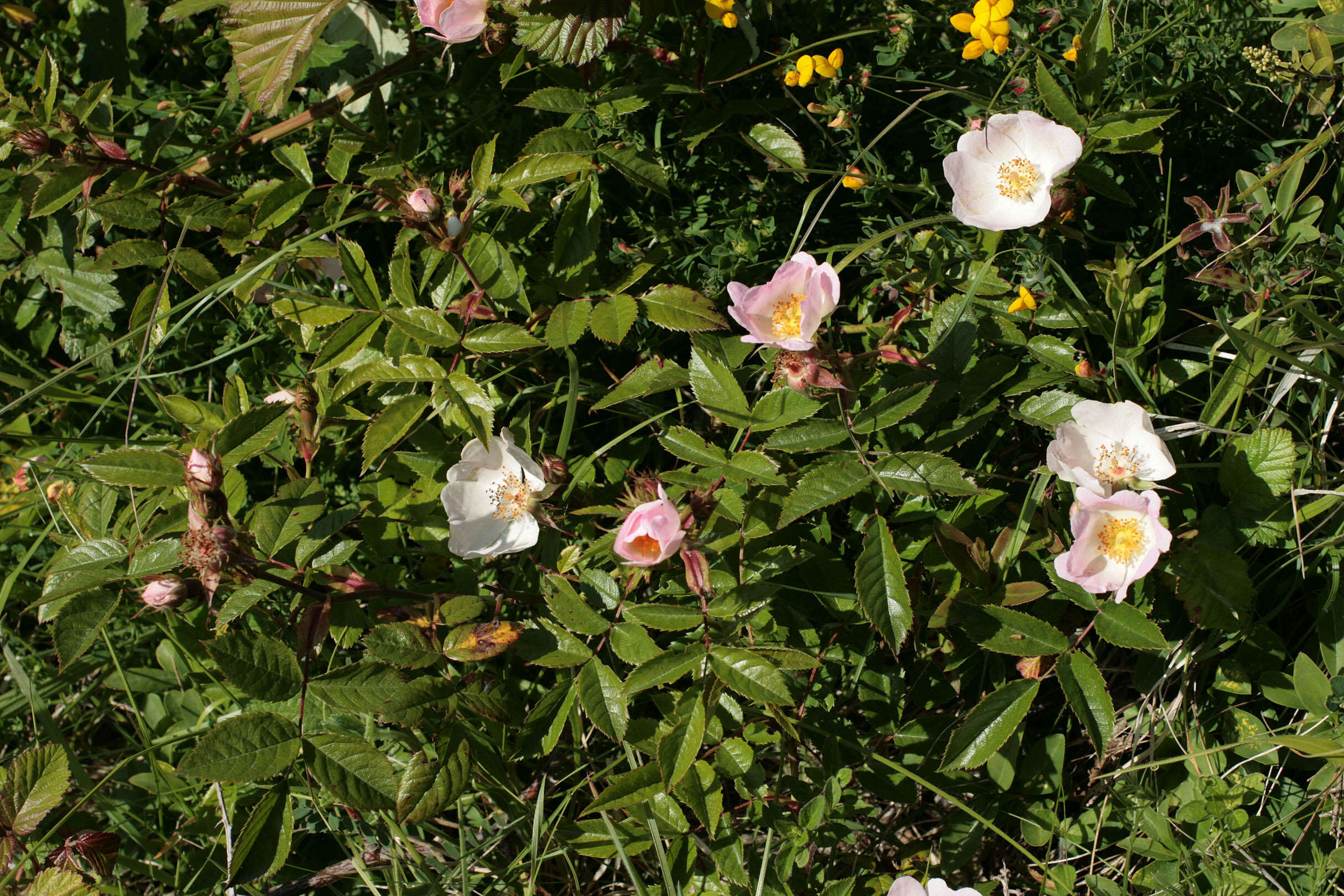 Image of Rosa stylosa Desv.