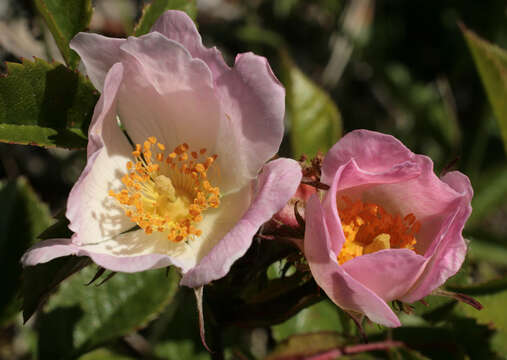 Image of Rosa stylosa Desv.