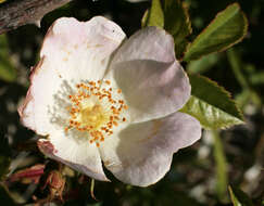 Image of Rosa stylosa Desv.