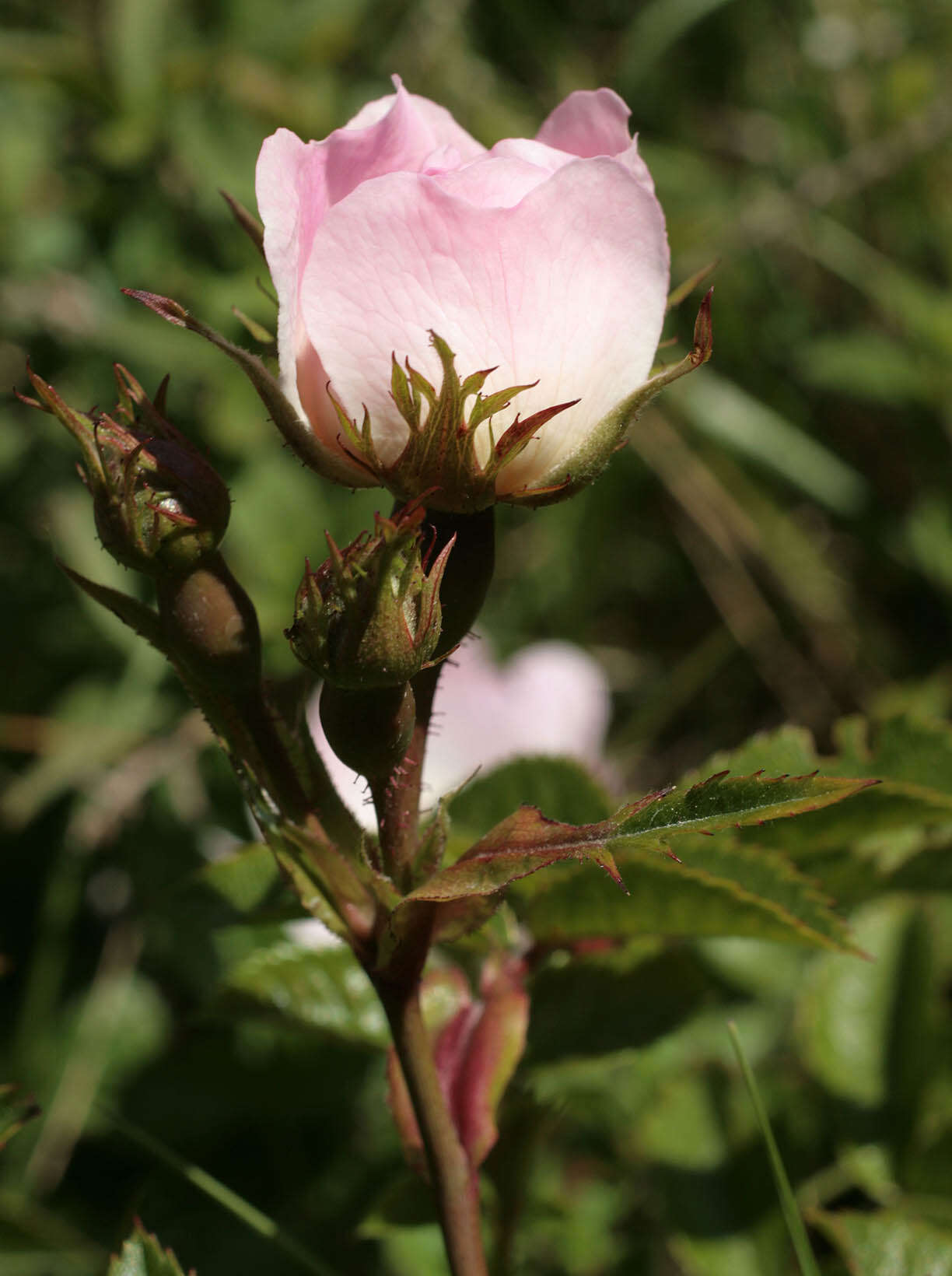 Image of Rosa stylosa Desv.