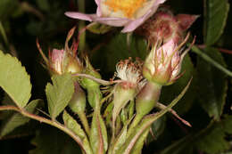 Image of Rosa stylosa Desv.