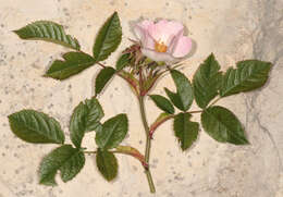 Image of Rosa stylosa Desv.