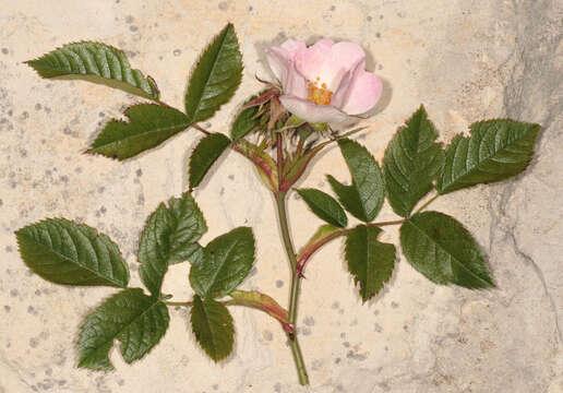 Image of Rosa stylosa Desv.