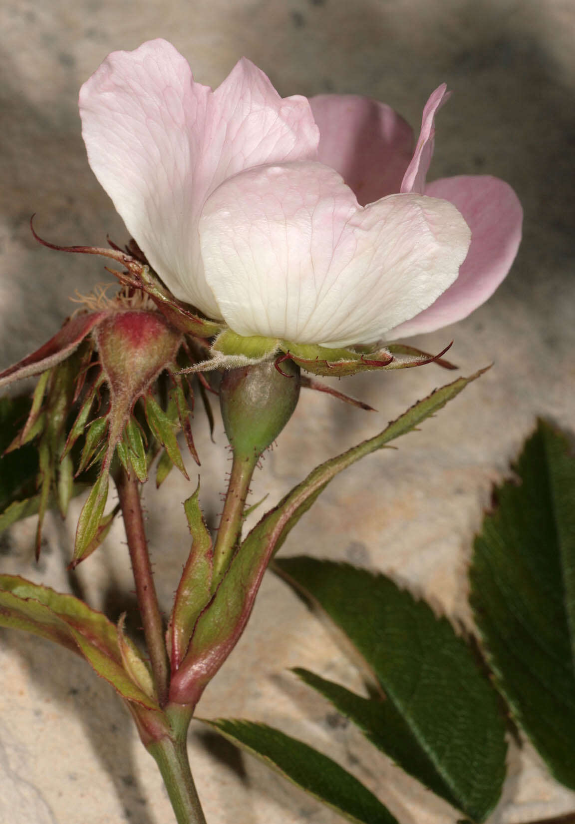 Image of Rosa stylosa Desv.