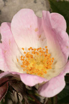 Image of Rosa stylosa Desv.