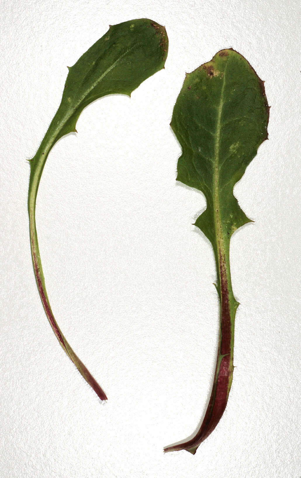 Image of beaked hawksbeard