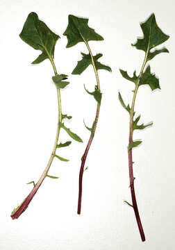 Image of beaked hawksbeard