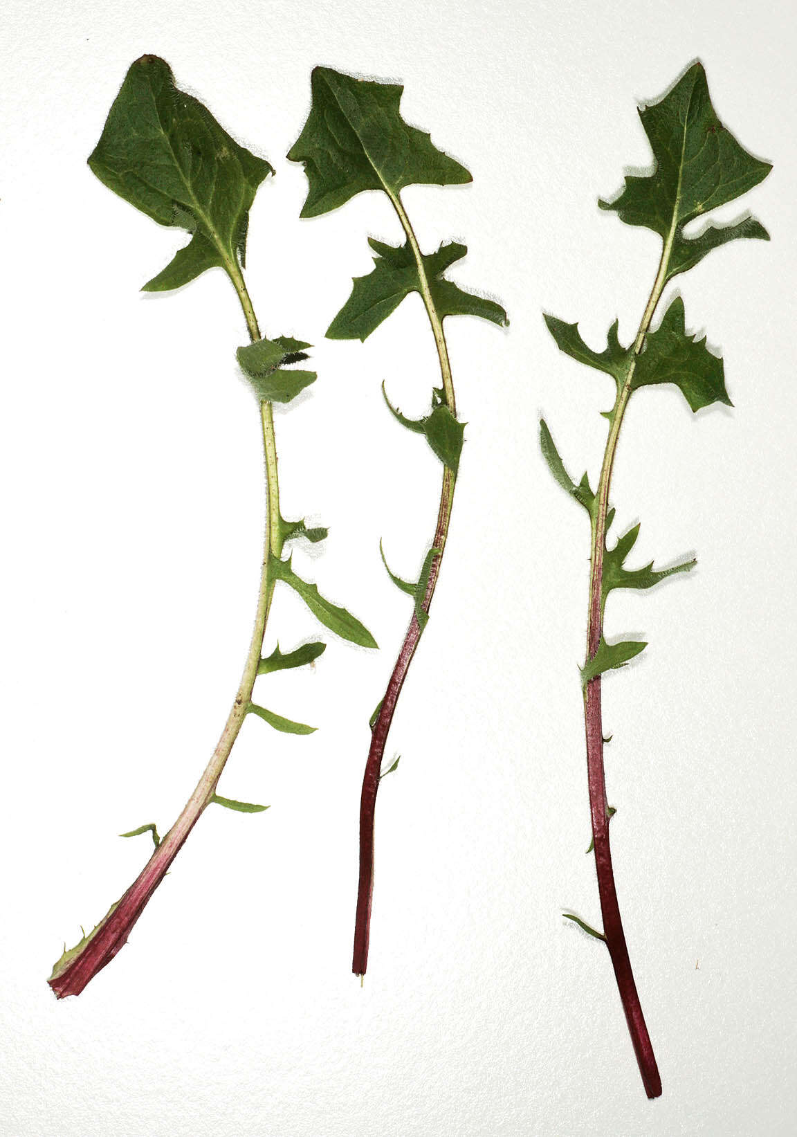 Image of beaked hawksbeard