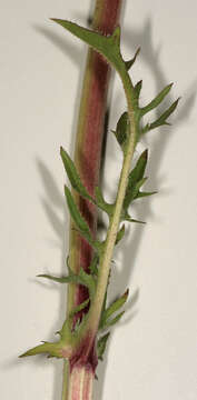 Image of beaked hawksbeard