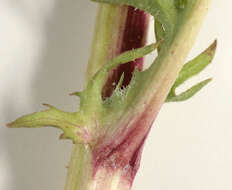 Image of beaked hawksbeard