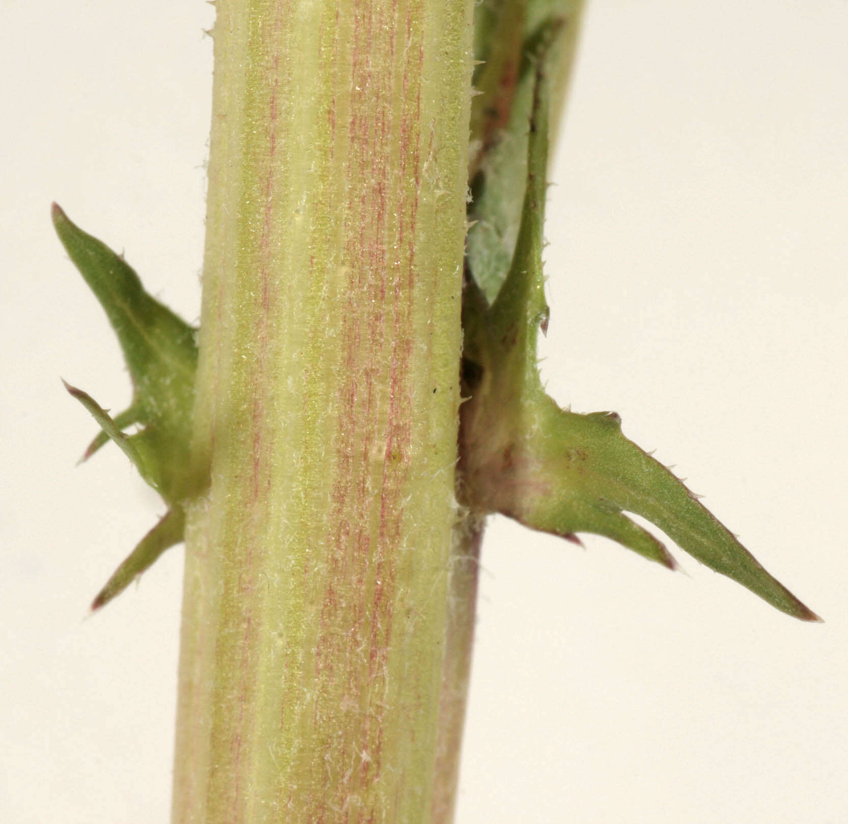 Image of beaked hawksbeard