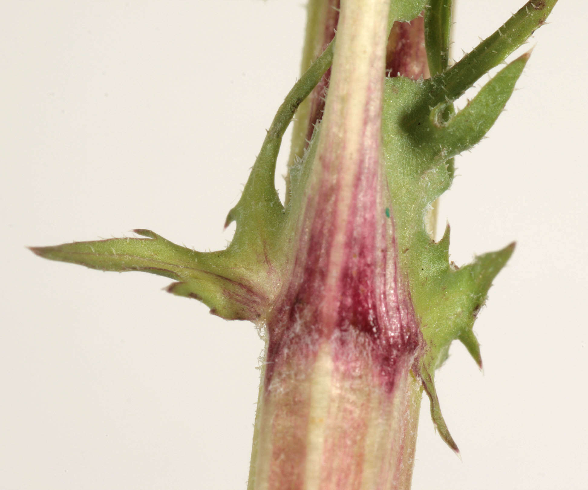 Image of beaked hawksbeard