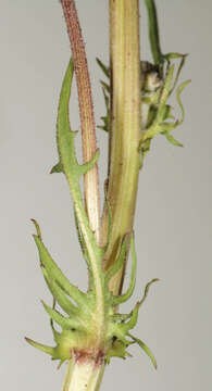 Image of beaked hawksbeard