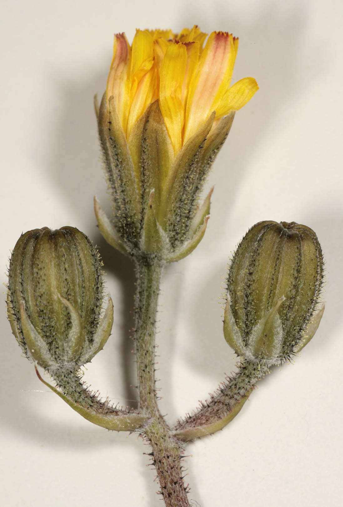 Image of beaked hawksbeard