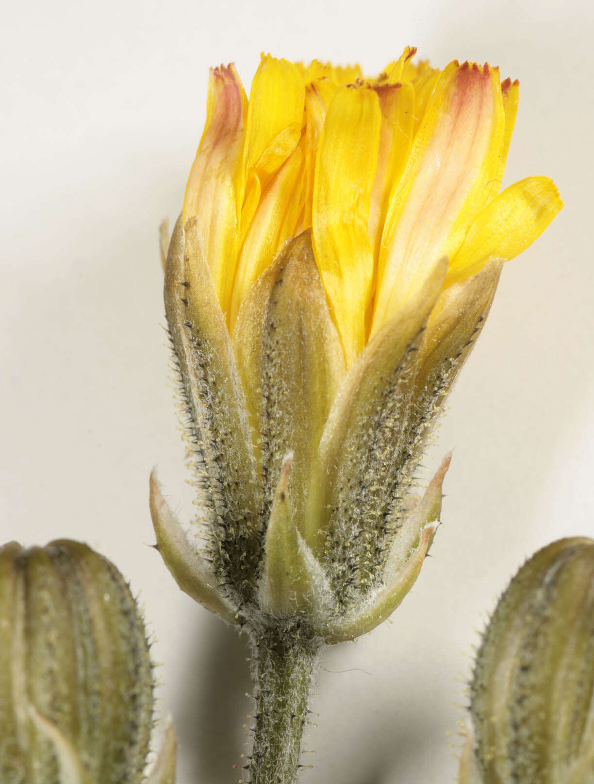 Image of beaked hawksbeard