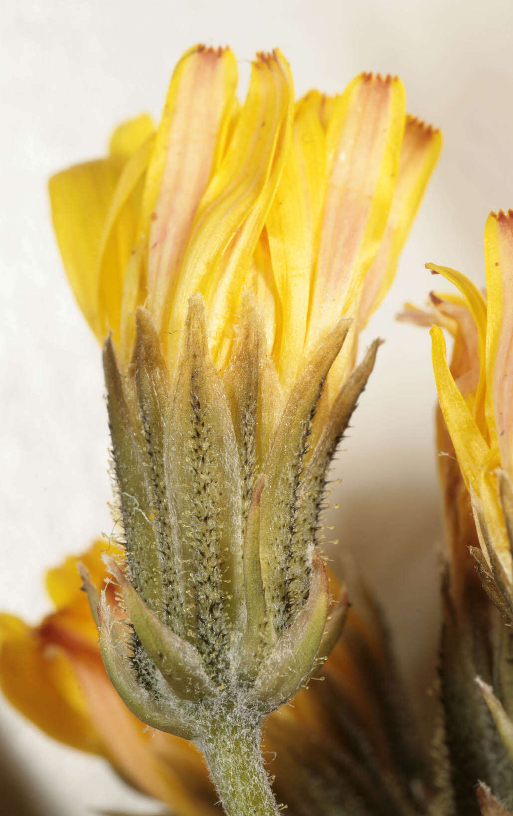 Image of beaked hawksbeard