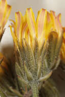 Image of beaked hawksbeard