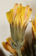 Image of beaked hawksbeard