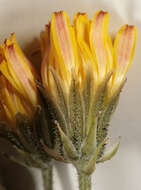 Image of beaked hawksbeard