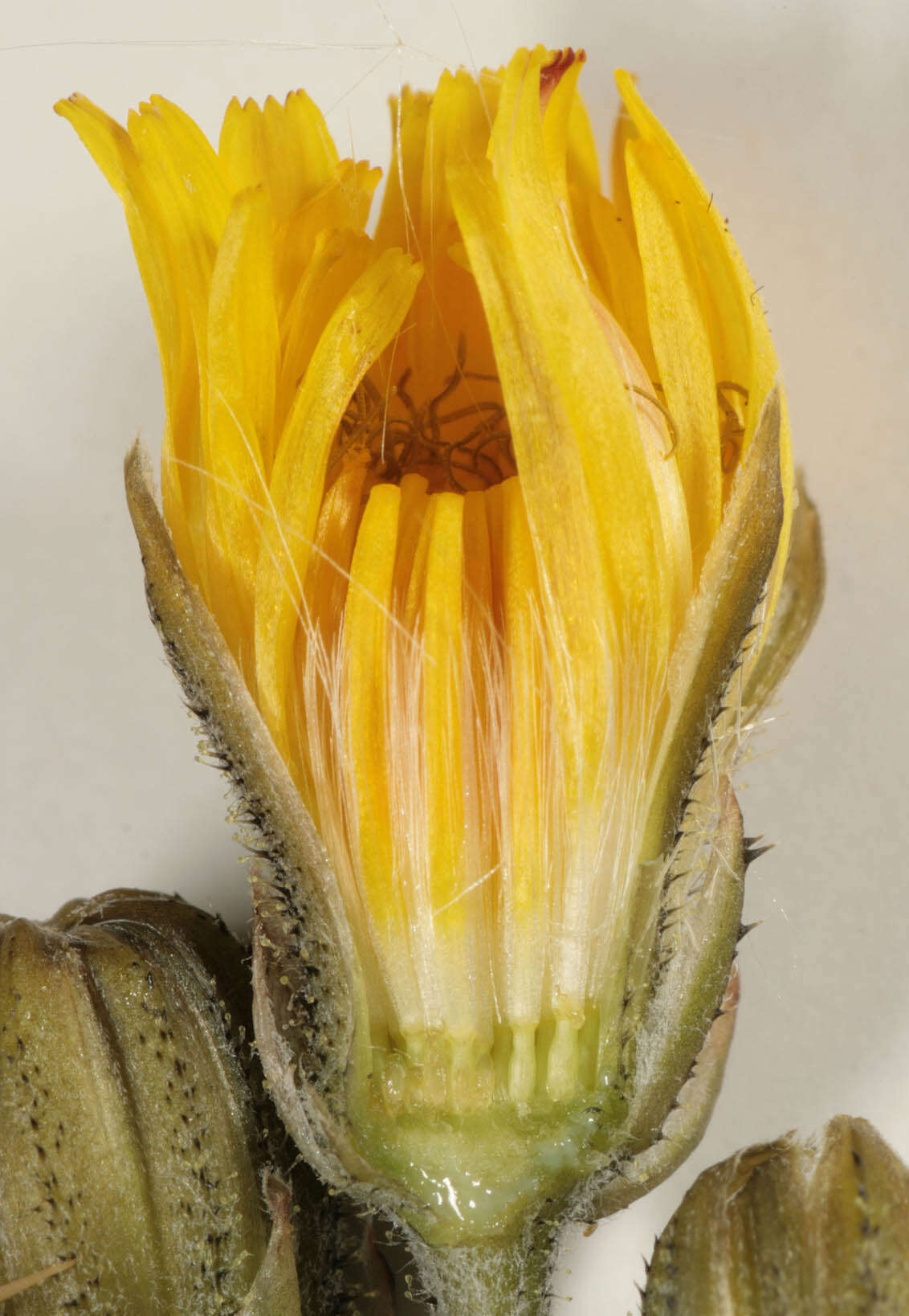 Image of beaked hawksbeard