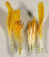 Image of beaked hawksbeard