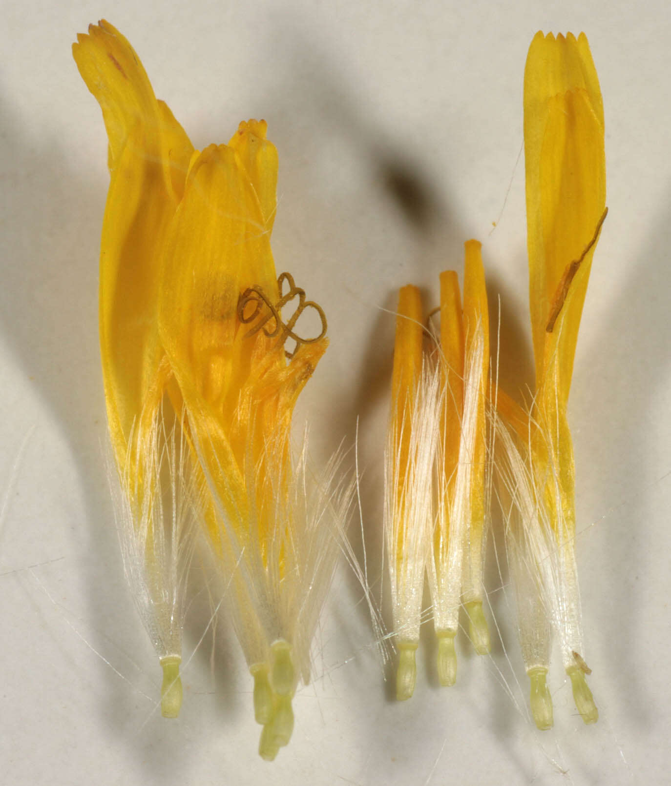 Image of beaked hawksbeard