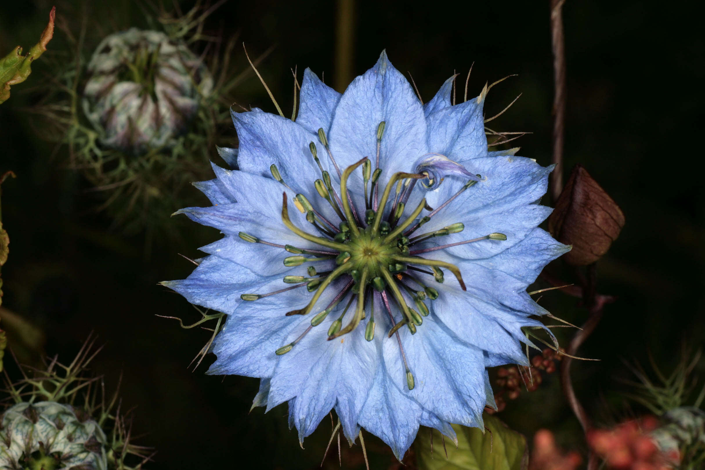 Image of devil in the bush