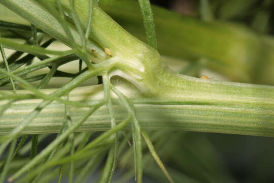 Image of devil in the bush