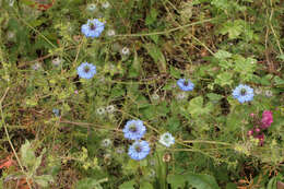 Image of devil in the bush