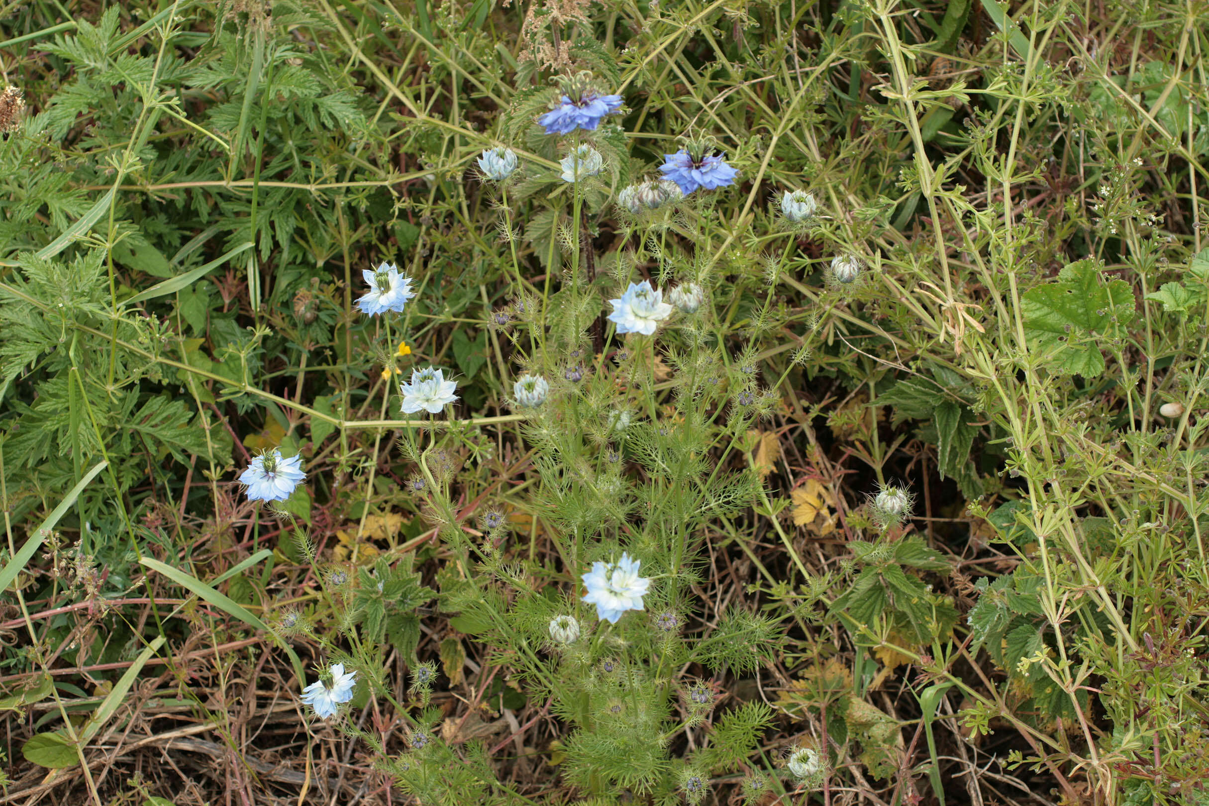 Image of devil in the bush