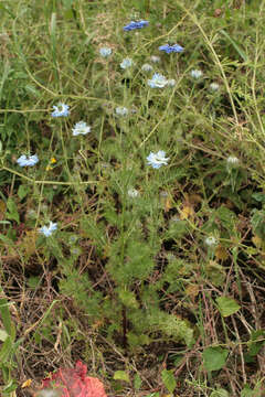 Image of devil in the bush