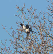 Image of magpie