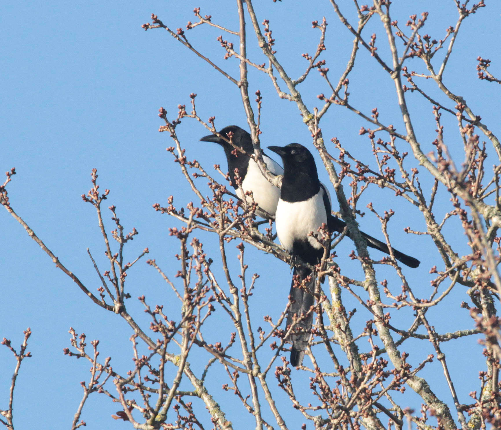 Image of magpie