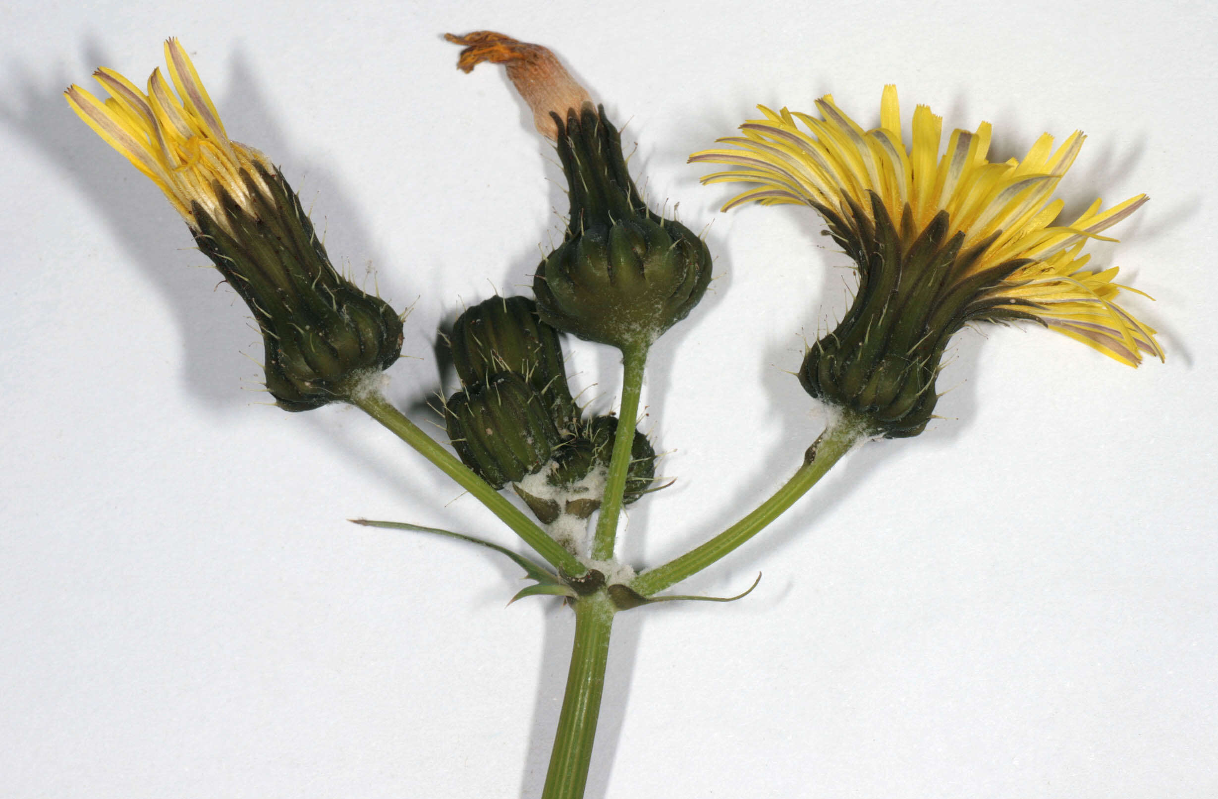Image of common sowthistle