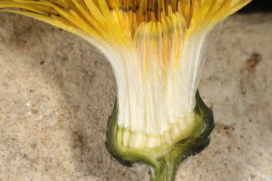 Imagem de Sonchus oleraceus L.