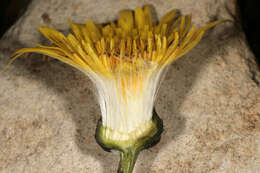 Image of common sowthistle