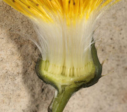 Imagem de Sonchus oleraceus L.