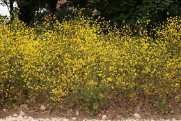 Image of black mustard