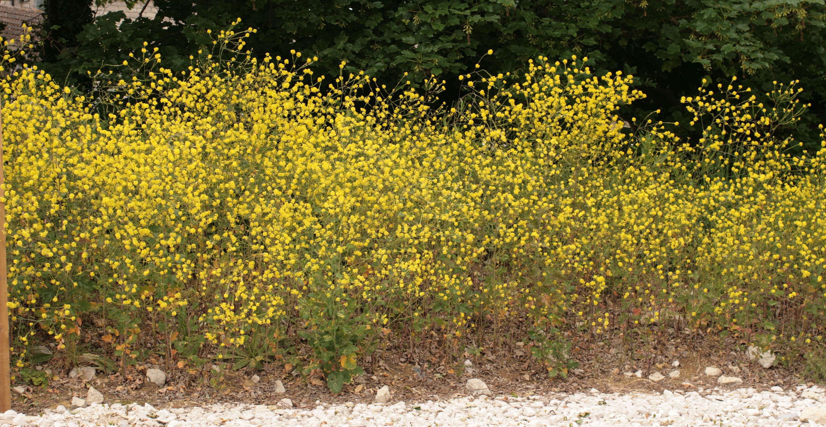 Plancia ëd Brassica nigra (L.) W. D. J. Koch