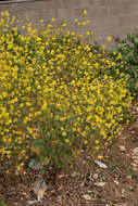 Image of black mustard